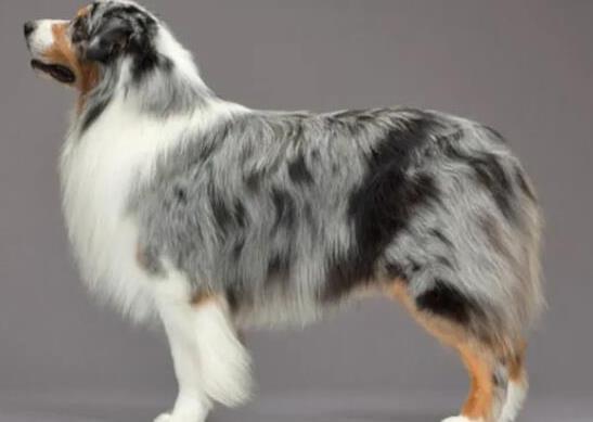 世界十大牧羊犬排名,邊境牧羊犬、德國牧羊犬深受寵主喜愛