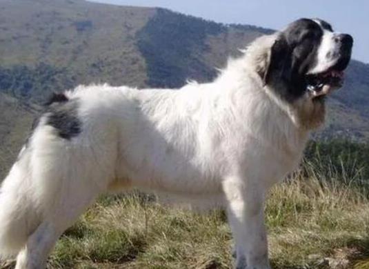 世界十大牧羊犬排名,邊境牧羊犬、德國牧羊犬深受寵主喜愛