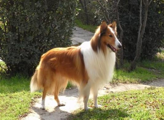 世界十大牧羊犬排名,邊境牧羊犬、德國牧羊犬深受寵主喜愛