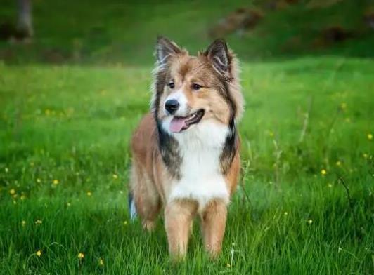 世界十大牧羊犬排名,邊境牧羊犬、德國牧羊犬深受寵主喜愛