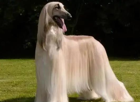 世界十大牧羊犬排名,邊境牧羊犬、德國牧羊犬深受寵主喜愛