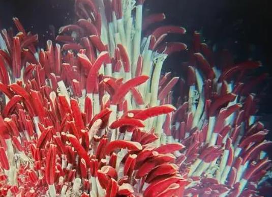 壽命最長的海洋生物排名,燈塔水母可以永生、珊瑚最大壽命約4200歲