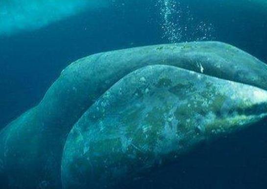 壽命最長的海洋生物排名,燈塔水母可以永生、珊瑚最大壽命約4200歲