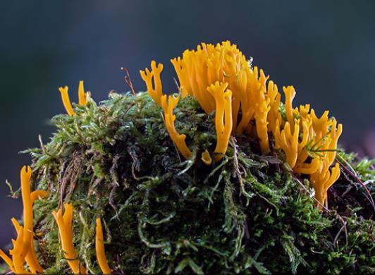 壽命最長的海洋生物排名,燈塔水母可以永生、珊瑚最大壽命約4200歲