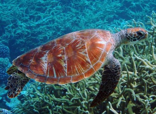 壽命最長的海洋生物排名,燈塔水母可以永生、珊瑚最大壽命約4200歲