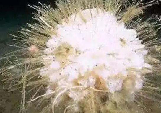 壽命最長的海洋生物排名,燈塔水母可以永生、珊瑚最大壽命約4200歲