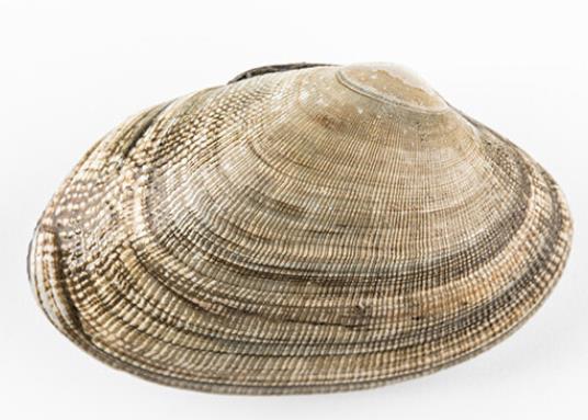 壽命最長的海洋生物排名,燈塔水母可以永生、珊瑚最大壽命約4200歲