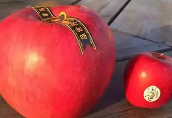 十大高檔水果排行榜,黑西瓜產量很低極其珍貴、白草莓口感香甜