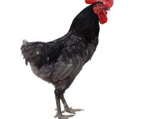 南昌十大特產(chǎn)干貨,軍山湖大閘蟹肉質(zhì)多且鮮美、安義瓦灰雞肉嫩湯鮮