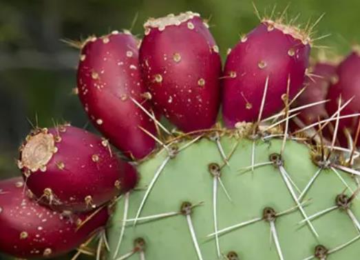 世界最甜的水果排名,釋迦果藥用價值高、沾化冬棗號稱百果王