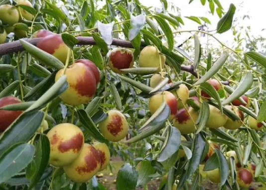 世界最甜的水果排名,釋迦果藥用價值高、沾化冬棗號稱百果王