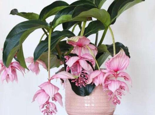 十大名貴花卉家庭盆栽,蘭花非常耐寒、牡丹是富貴吉祥的象征