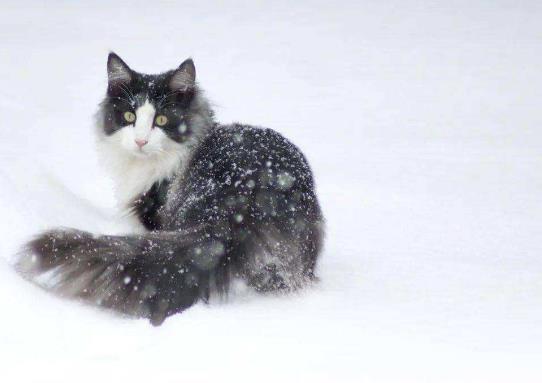 世界十大名貓排名,布偶貓又稱布拉多爾貓、波斯貓反映敏捷喜歡撒嬌