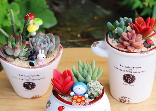 十大名貴花卉家庭盆栽,蘭花非常耐寒、牡丹是富貴吉祥的象征