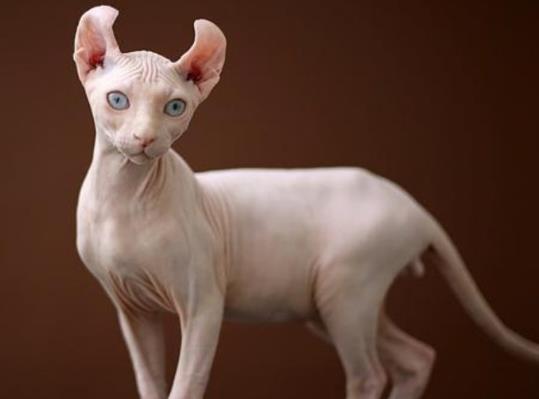 世界十大名貓排名,布偶貓又稱布拉多爾貓、波斯貓反映敏捷喜歡撒嬌
