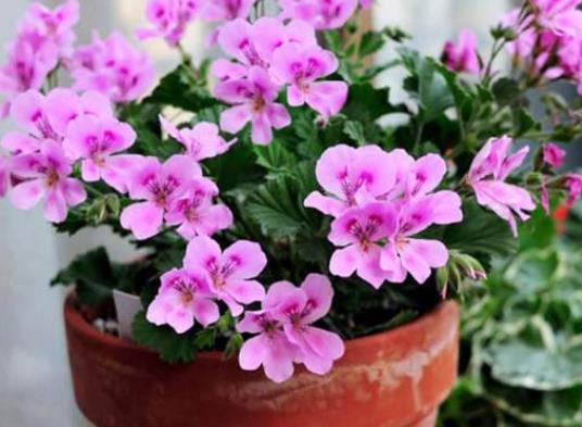 十大名貴花卉家庭盆栽,蘭花非常耐寒、牡丹是富貴吉祥的象征