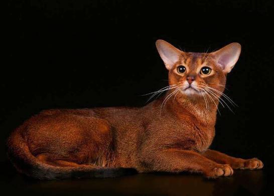 世界十大名貓排名,布偶貓又稱布拉多爾貓、波斯貓反映敏捷喜歡撒嬌