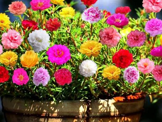 十大名貴花卉家庭盆栽,蘭花非常耐寒、牡丹是富貴吉祥的象征