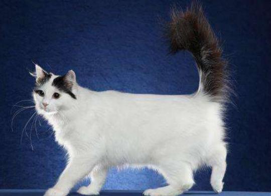 世界十大名貓排名,布偶貓又稱布拉多爾貓、波斯貓反映敏捷喜歡撒嬌