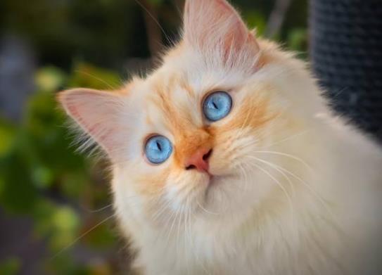 世界十大名貓排名,布偶貓又稱布拉多爾貓、波斯貓反映敏捷喜歡撒嬌