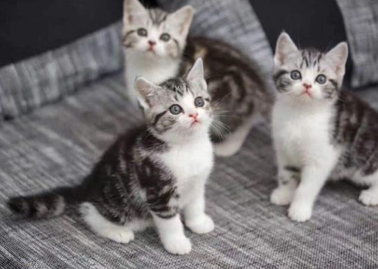 世界十大名貓排名,布偶貓又稱布拉多爾貓、波斯貓反映敏捷喜歡撒嬌