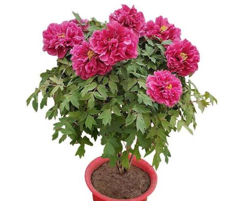 十大名貴花卉家庭盆栽,蘭花非常耐寒、牡丹是富貴吉祥的象征