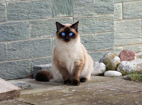 世界十大名貓排名,布偶貓又稱布拉多爾貓、波斯貓反映敏捷喜歡撒嬌