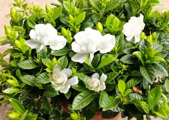 十大名貴花卉家庭盆栽,蘭花非常耐寒、牡丹是富貴吉祥的象征