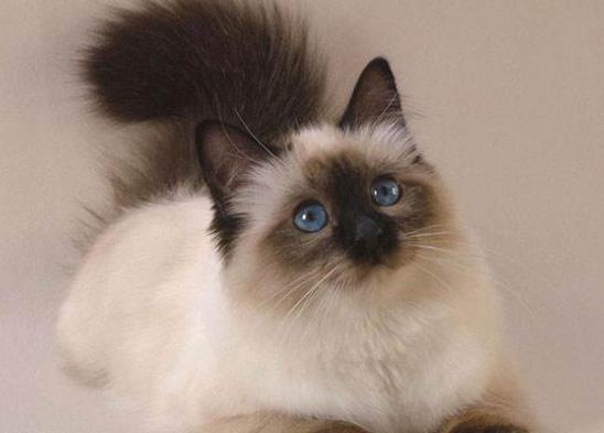 世界十大名貓排名,布偶貓又稱布拉多爾貓、波斯貓反映敏捷喜歡撒嬌