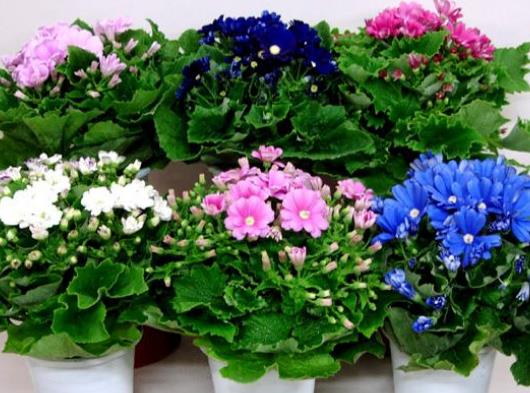 十大名貴花卉家庭盆栽,蘭花非常耐寒、牡丹是富貴吉祥的象征