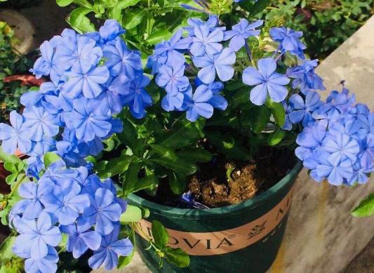 十大名貴花卉家庭盆栽,蘭花非常耐寒、牡丹是富貴吉祥的象征