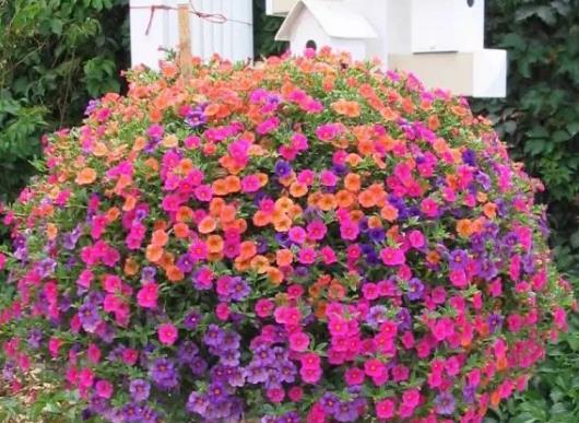 十大名貴花卉家庭盆栽,蘭花非常耐寒、牡丹是富貴吉祥的象征