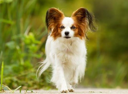 十大不拆家的狗排名,博美溫順聰明、泰迪待人溫和友善