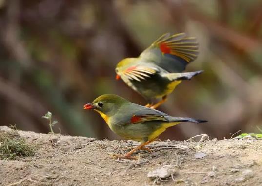 十大最粘人的鳥排名,八哥可以模仿人類講話、虎皮鸚鵡飼養方法簡單