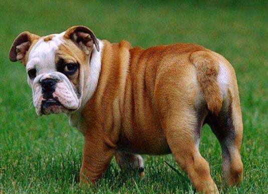 十大不拆家的狗排名,博美溫順聰明、泰迪待人溫和友善