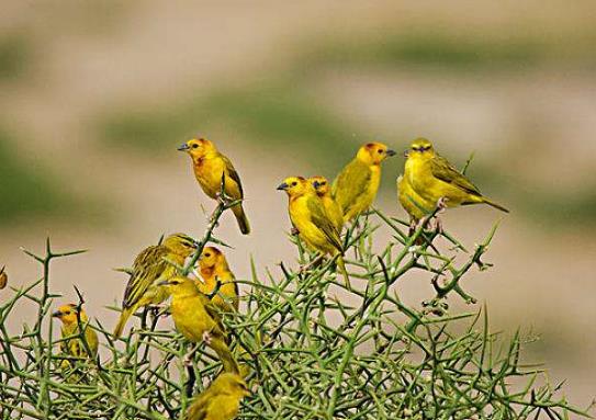 十大最粘人的鳥排名,八哥可以模仿人類講話、虎皮鸚鵡飼養方法簡單