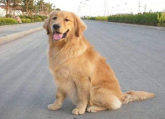 十大不拆家的狗排名,博美溫順聰明、泰迪待人溫和友善