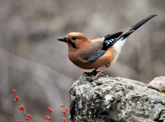 十大最粘人的鳥排名,八哥可以模仿人類講話、虎皮鸚鵡飼養方法簡單
