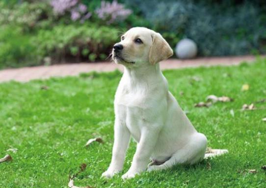 十大不拆家的狗排名,博美溫順聰明、泰迪待人溫和友善