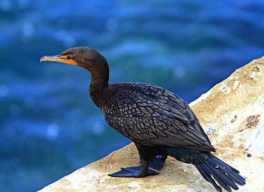十大最粘人的鳥排名,八哥可以模仿人類講話、虎皮鸚鵡飼養方法簡單