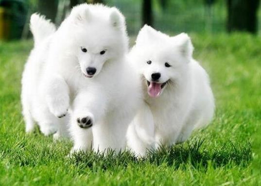 十大不拆家的狗排名,博美溫順聰明、泰迪待人溫和友善