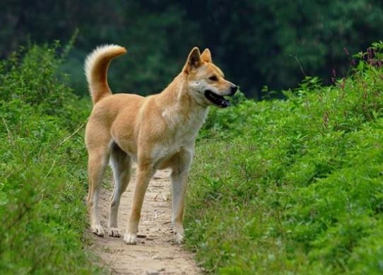 十大不拆家的狗排名,博美溫順聰明、泰迪待人溫和友善