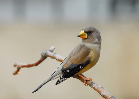 十大最粘人的鳥排名,八哥可以模仿人類講話、虎皮鸚鵡飼養方法簡單