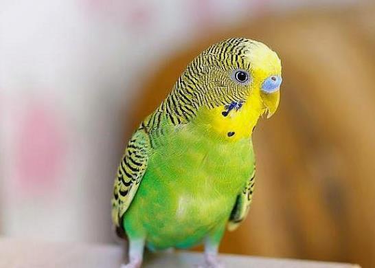 十大最粘人的鳥排名,八哥可以模仿人類講話、虎皮鸚鵡飼養方法簡單