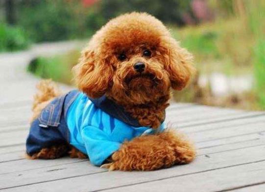 十大不拆家的狗排名,博美溫順聰明、泰迪待人溫和友善