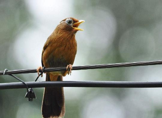 十大最粘人的鳥排名,八哥可以模仿人類講話、虎皮鸚鵡飼養方法簡單