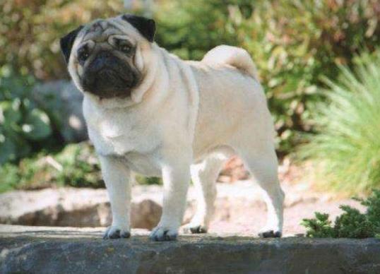 十大不拆家的狗排名,博美溫順聰明、泰迪待人溫和友善