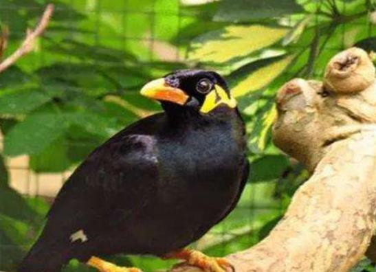 十大最粘人的鳥排名,八哥可以模仿人類講話、虎皮鸚鵡飼養方法簡單