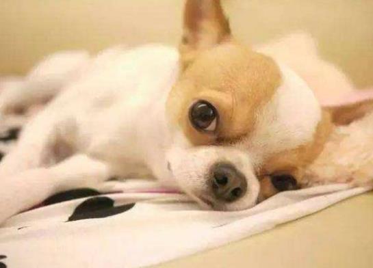 十大不拆家的狗排名,博美溫順聰明、泰迪待人溫和友善