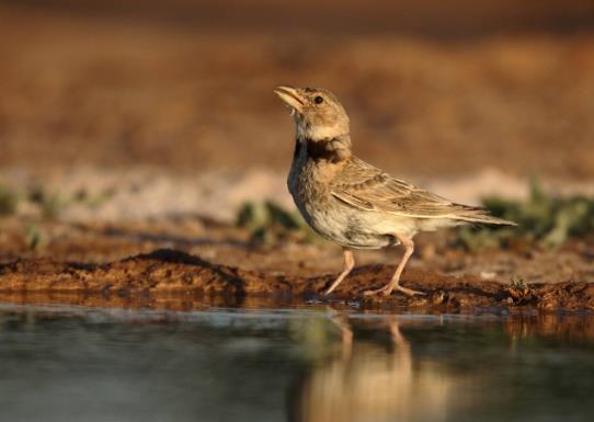 十大最粘人的鳥排名,八哥可以模仿人類講話、虎皮鸚鵡飼養方法簡單